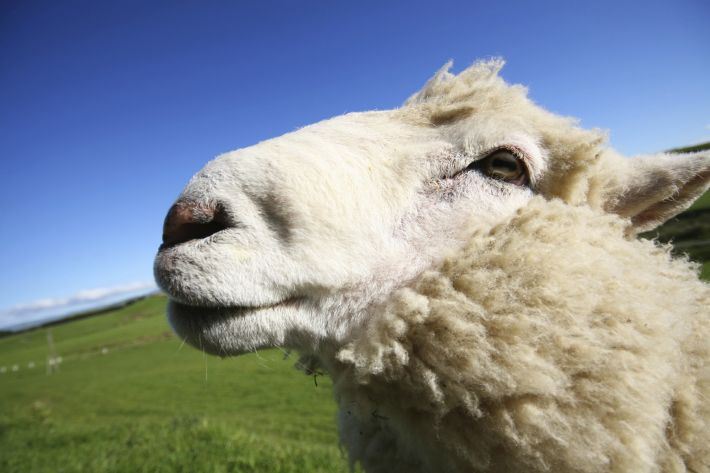 The first thyroid extracts were obtained from sheep