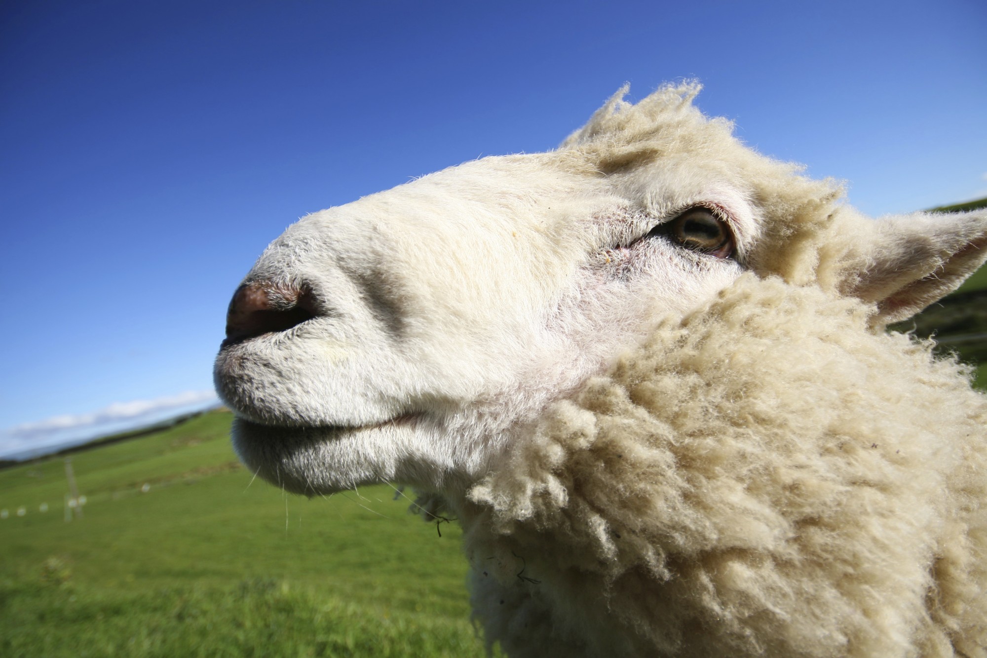 The first thyroid extracts were obtained from sheep